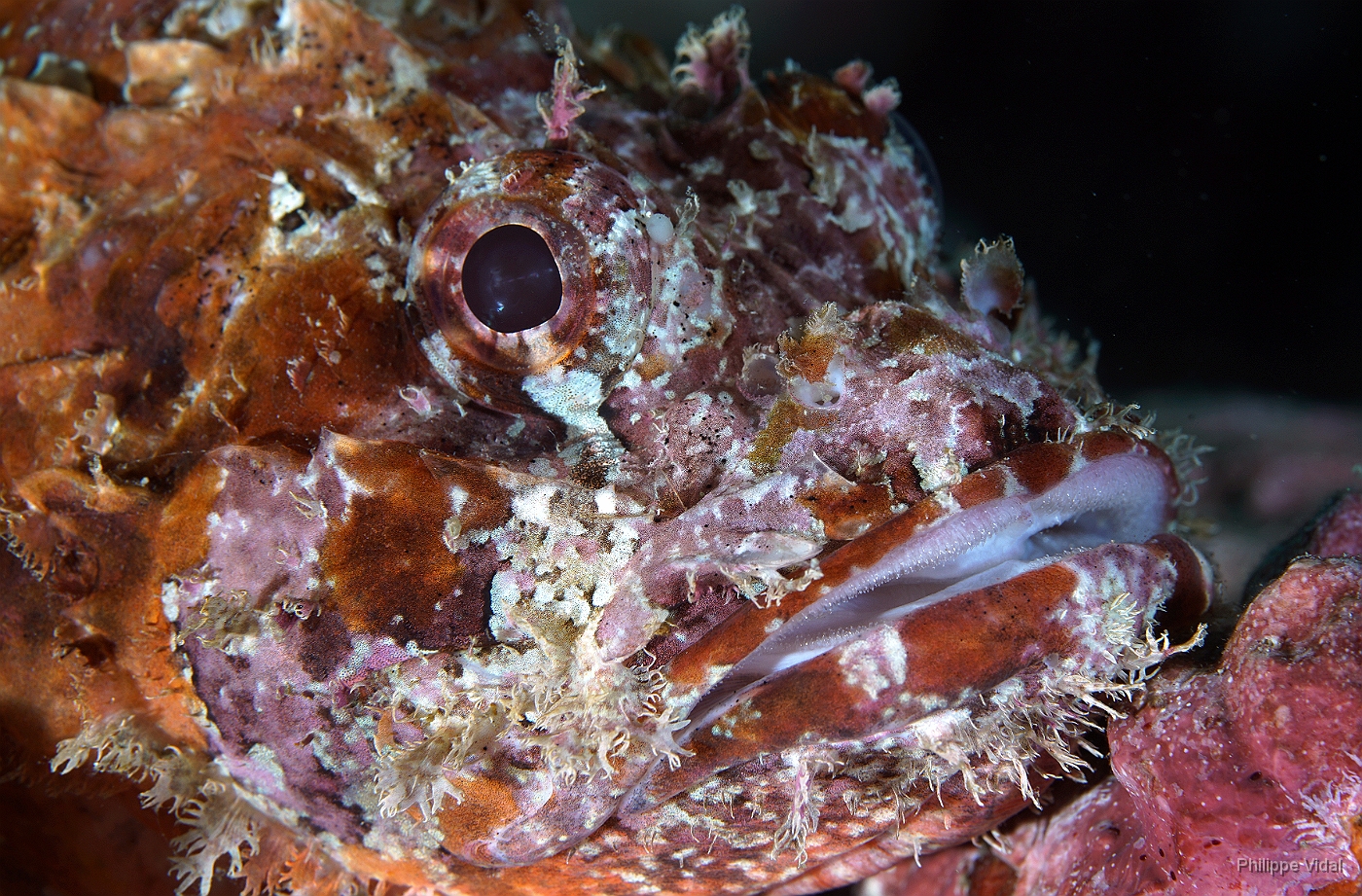 Birmanie - Mergui - 2018 - DSC03025  - Tasseled scorpionfish - Poisson scorpion a houpe - Scorpaenopsis oxycephala.JPG